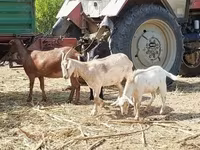 母山羊, Nubian Goat — 照片 4