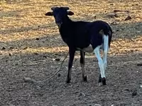 Sheep (batch, sex not specified), Cameroon sheep — photo 3