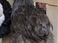 ऑर्पिंग्टन — फ़ोटो 1