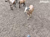 Kos, Cameroon sheep — 4. fotó