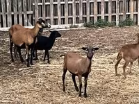 Schaf, Cameroon sheep — Foto 1