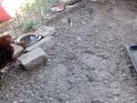 Chickens — foto 1