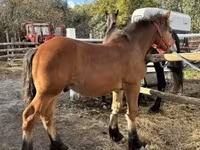 公马, Horses — 照片 2