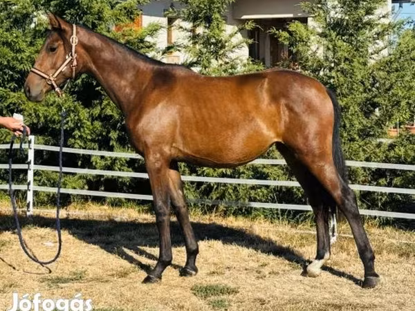 Kanca, Hungarian horse breed — Magyarország