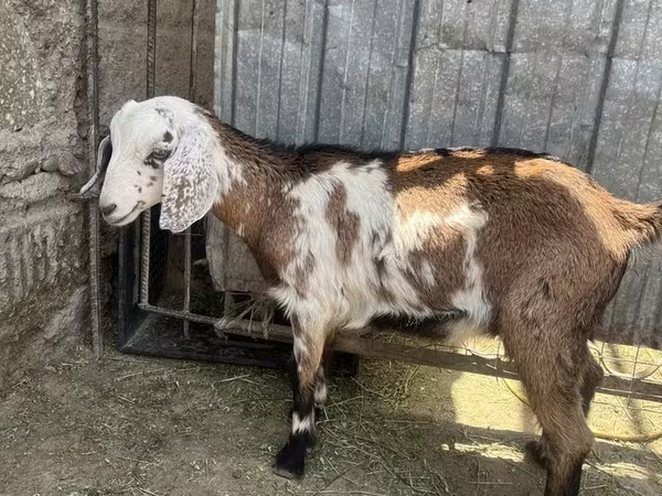 Ешкі, Nubian Goat