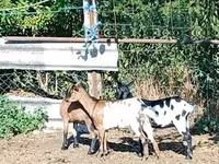 Goat, Goats — photo 4
