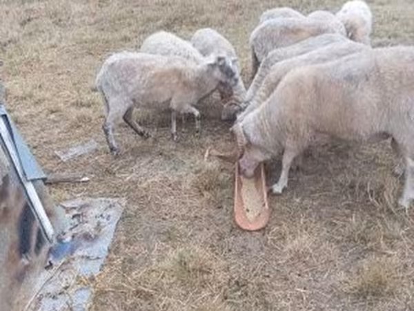 كبش, الأغنام — هنغاريا