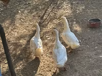 Ducks — 2-сурет