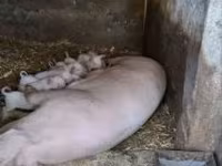 Süldőanya, Sertések — 2. fotó