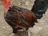 Chickens — الصورة 1