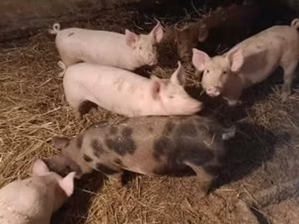 Sow, Pigs — Hungary