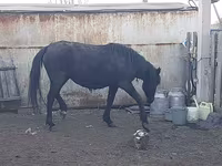 Yegua, Horse breed — foto 2