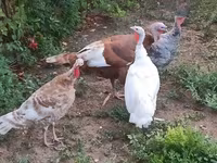 Turkeys — foto 1