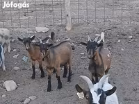 Billy Goat, Pomellata goat — photo 2