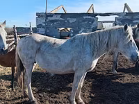 Yegua, Caballos — foto 2