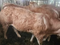Szarvasmarha (tétel, nem megadva), Charolais cattle — 4. fotó