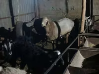 Kos, Tian-Shan semifinewool sheep — 4. fotó