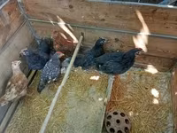 Chickens — photo 1