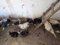Chickens — photo 8