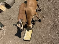 Kos, Cameroon sheep — 3. fotó
