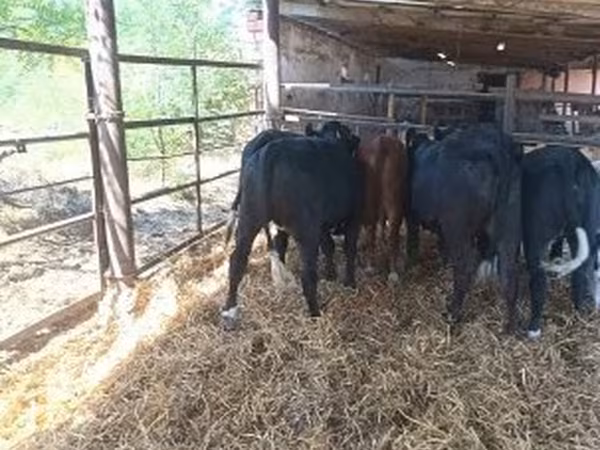 Tehén, Aberdeen-Angus — Magyarország