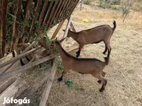 公山羊, Alpine goat — 照片 5