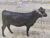 母牛, Aberdeen-Angus — 照片 3