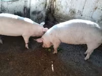 Süldőanya — 1. fotó