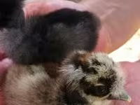 Chickens — Foto 2