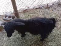 عنزة, Saanen goat — الصورة 2