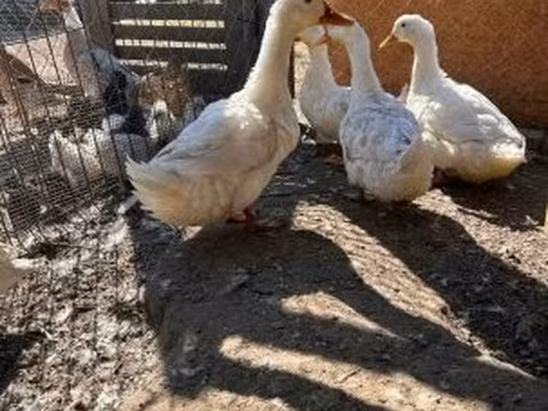 Ducks — Hungría