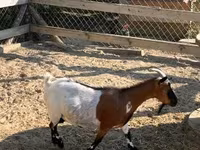 Nőstény kecske, Dutch Landrace goats — 1. fotó