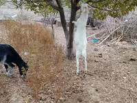Cabras (lote, sexo no especificado), Cabras — foto 5