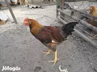 Chickens — Foto 4