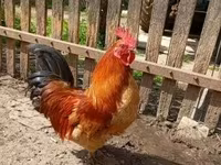 Chickens — 1-сурет