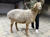 Owca, Arashan sheep — zdjęcie 5