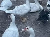 Ducks — photo 1