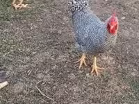 Chickens — foto 3