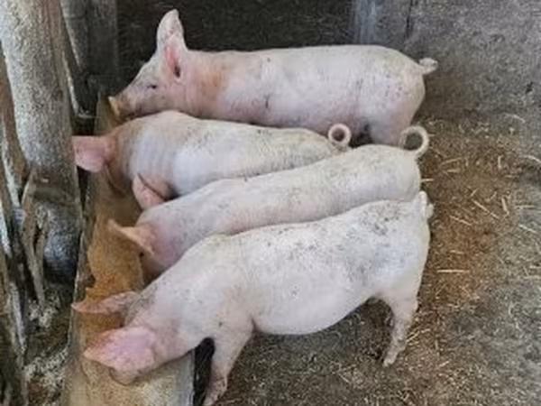 Sow, Крупная белая