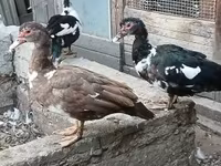 Ducks — 1. fotó