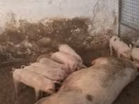 Sow, Pigs — photo 1
