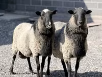 Oveja, Romanov sheep — foto 2
