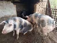 Boar, Pigs — photo 5