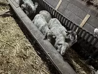 भेड़, भेड़ — फ़ोटो 4
