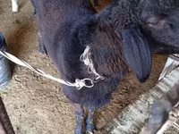 Қошқар, Hissar sheep — 2-сурет