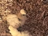 Силки — 2-сурет
