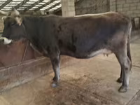 Tehén, Swiss cattle — 2. fotó