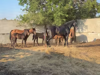 حصان, Orlov Trotter — الصورة 2