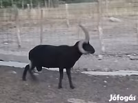 Kos, Shetland sheep — 1. fotó