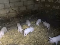 Boar, Pigs — photo 1